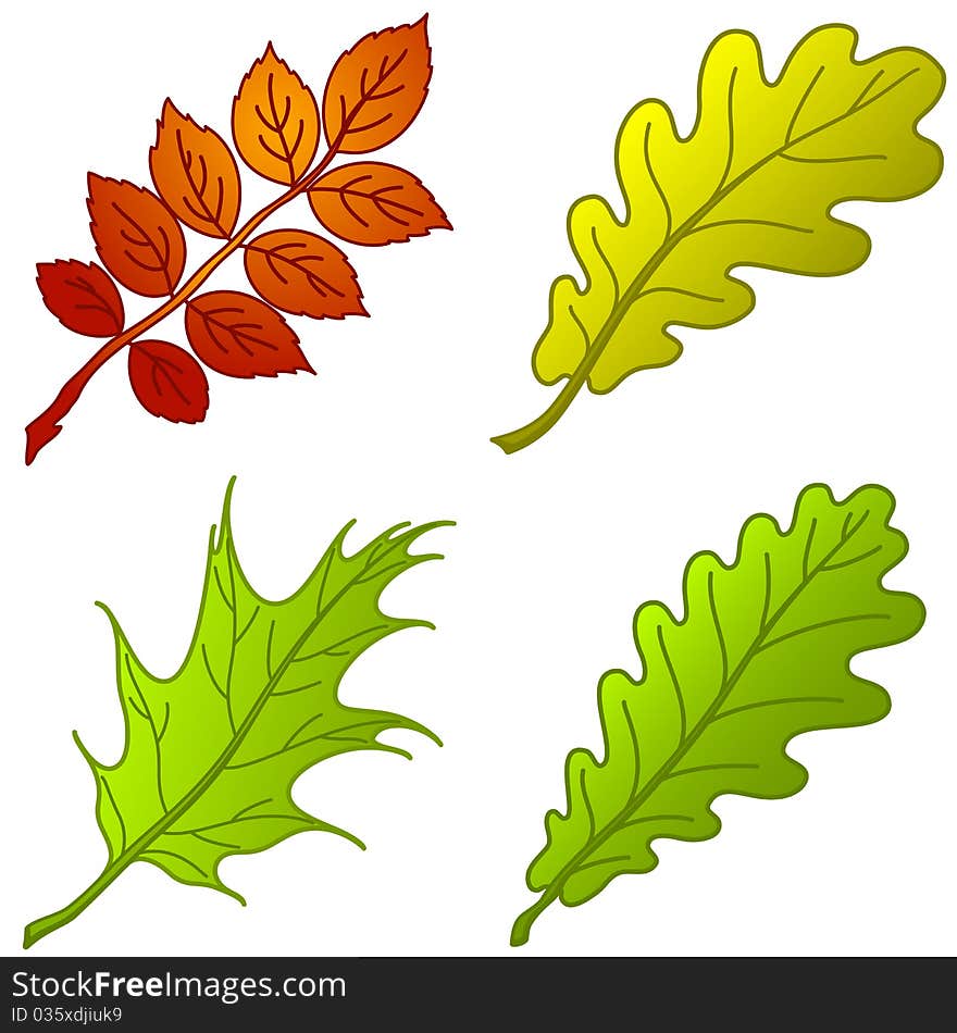 Leaves of plants, set: dogrose, oak, oak iberian