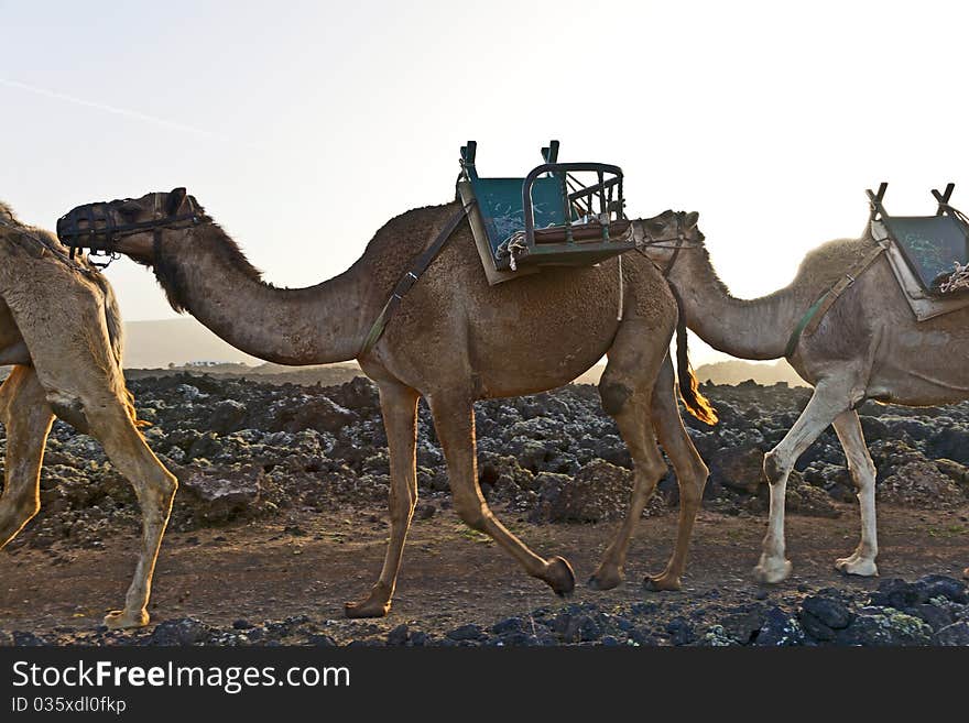 Camels in sunset