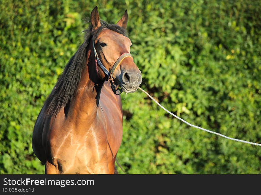 Brown horse on green grass