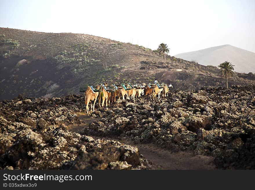 Camels in sunset