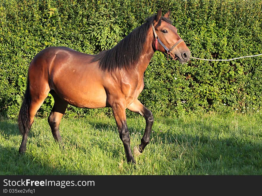 Brown horse on green grass