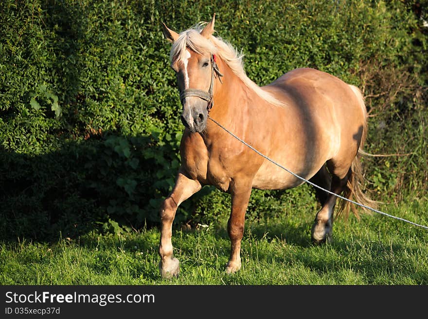 Brown horse on green grass