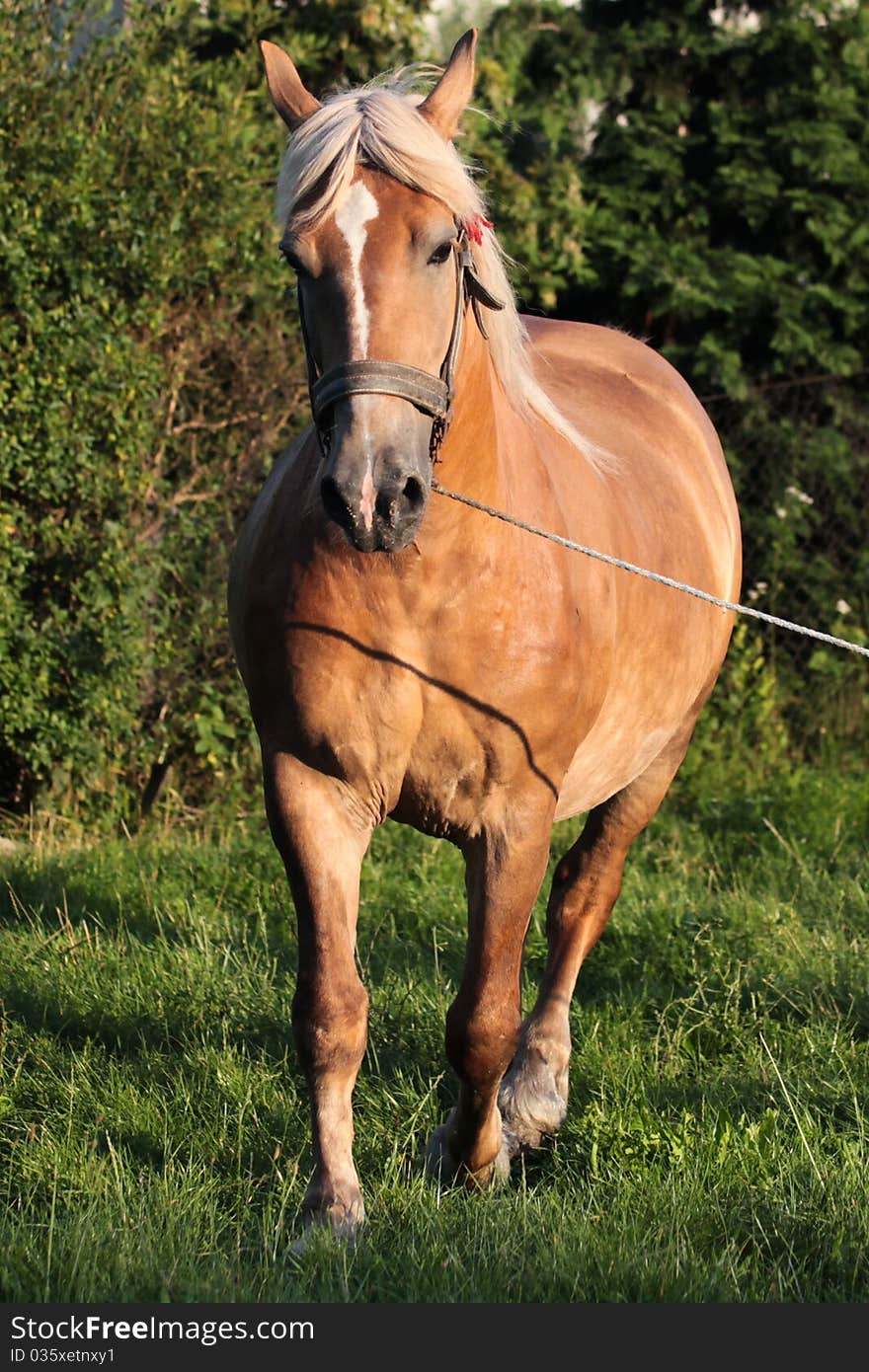 Brown horse on green grass