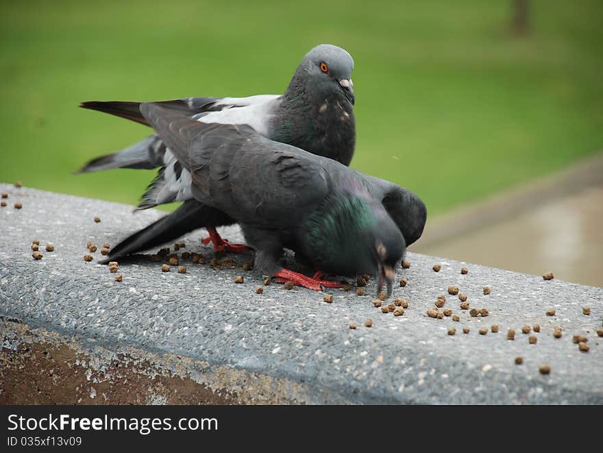 Feeding the Pigeon