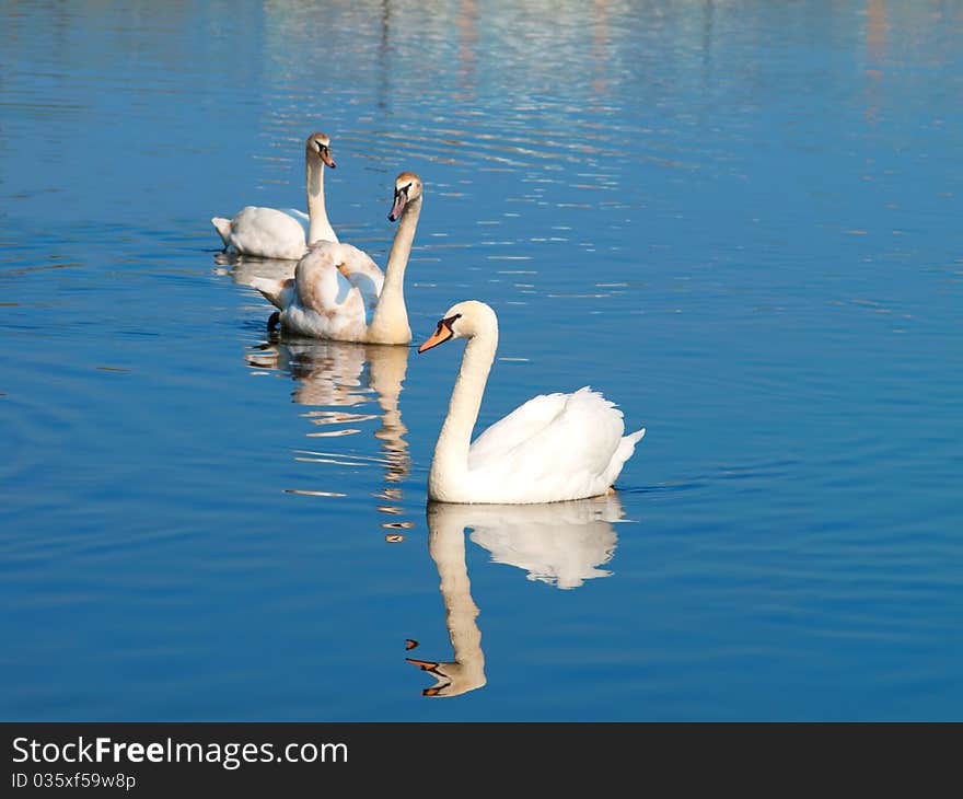 Swans on the blue lake