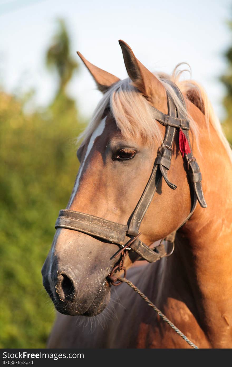 Brown horse on green grass