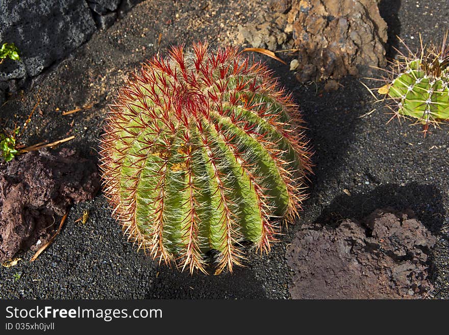 Beautiful Ball Cactus In Lapilli Earth