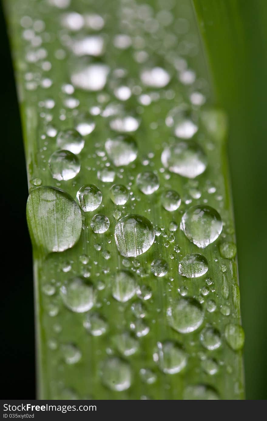 Many water drops on a green leaf