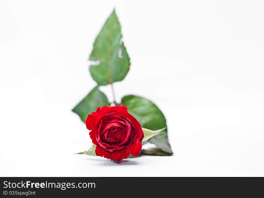 Beautiful red rose on a white background. Beautiful red rose on a white background