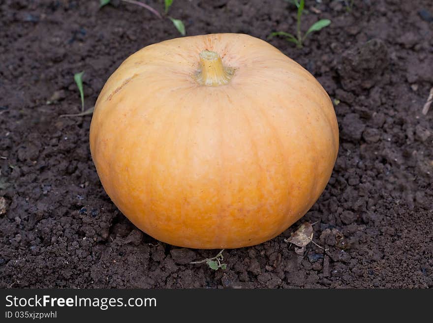 Yellow big pumpkin on a brown ground