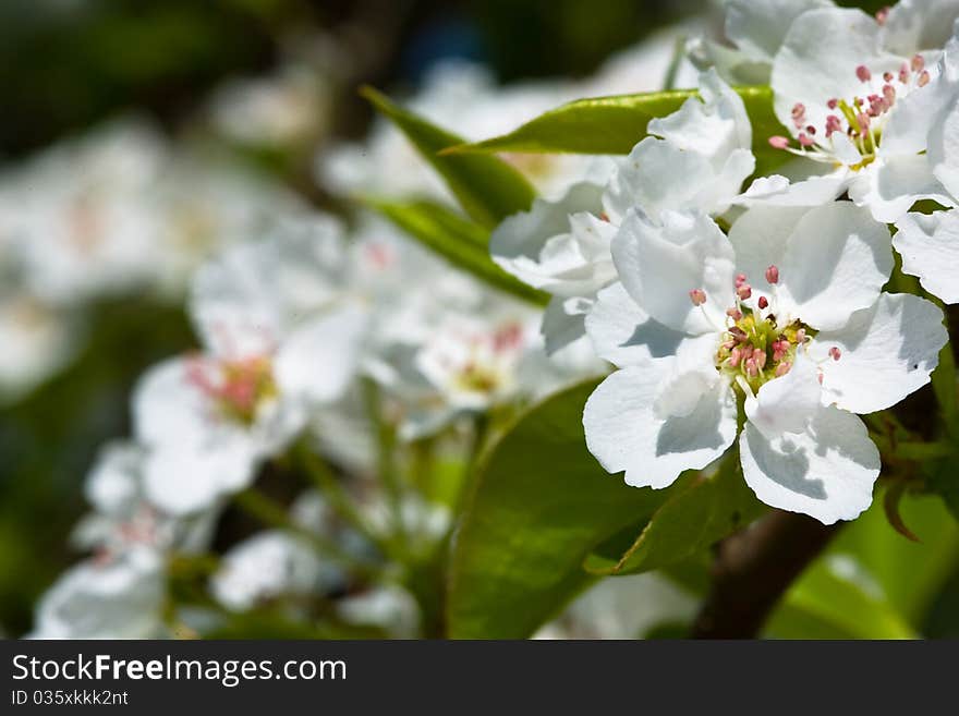 White flowers of apple tree