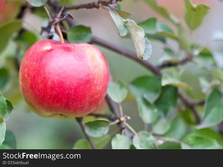 Red big apple on a branch with green leaves in summer