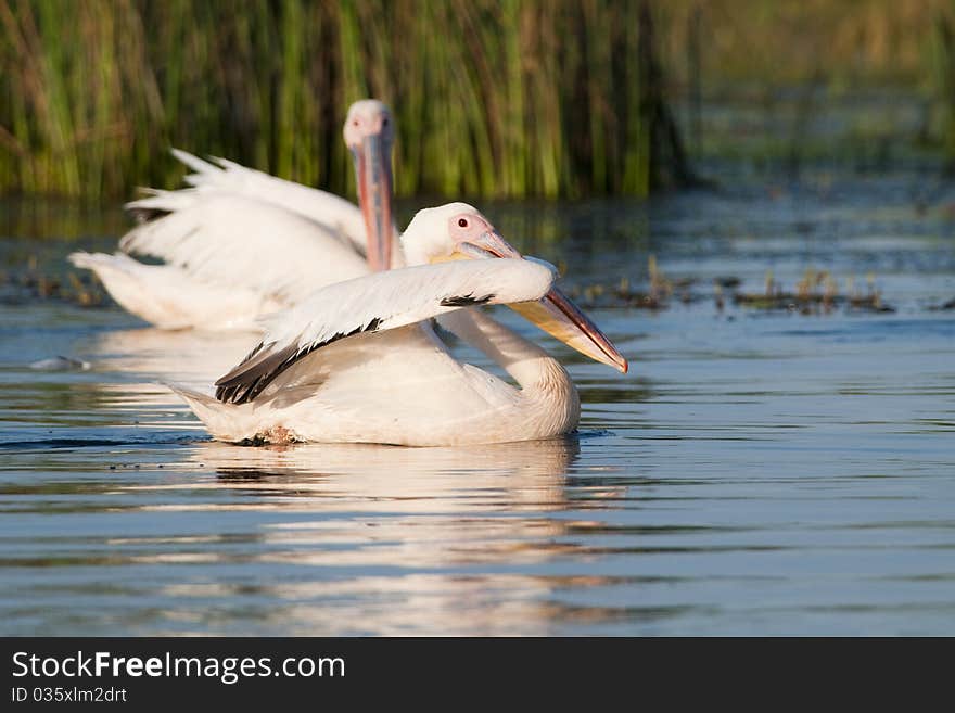 White Pelicans