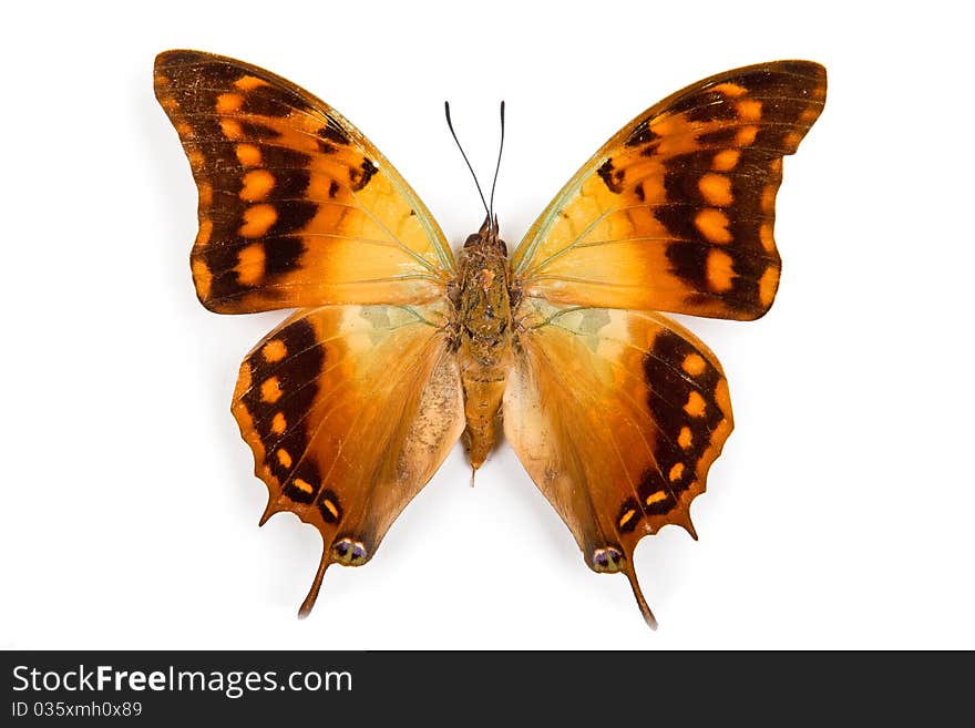 Butterfly Charaxes candiope isolated on white background