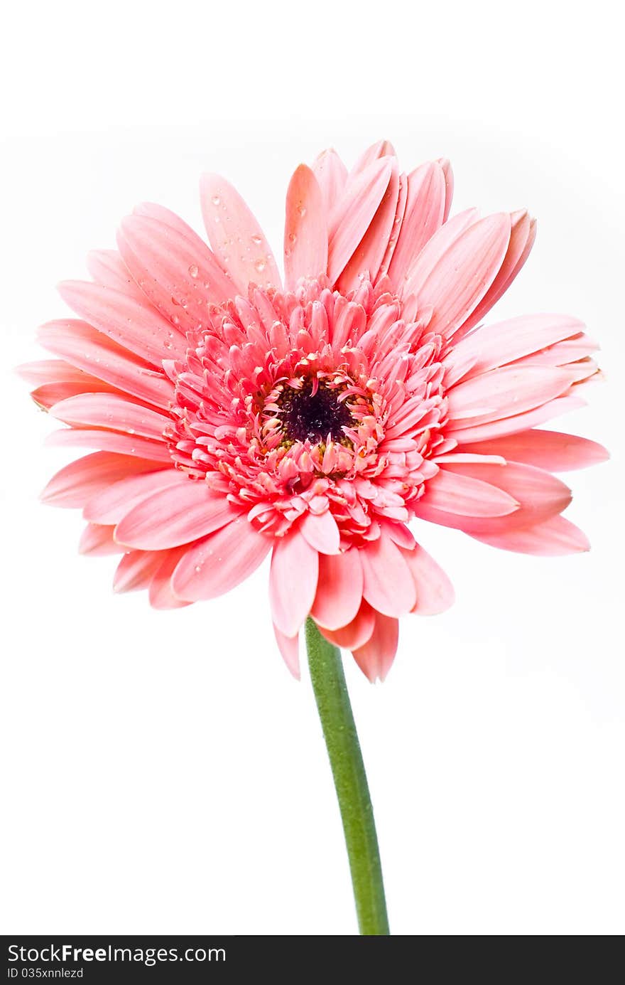 Several gerberas on white background. Several gerberas on white background