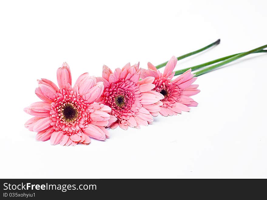 Several gerberas on white background. Several gerberas on white background