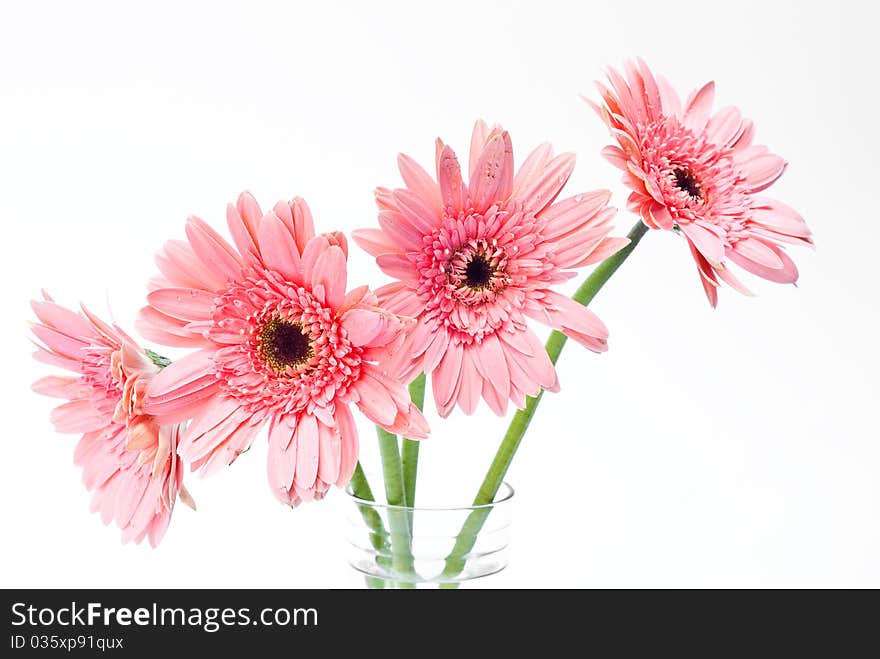 Several gerberas on white background. Several gerberas on white background