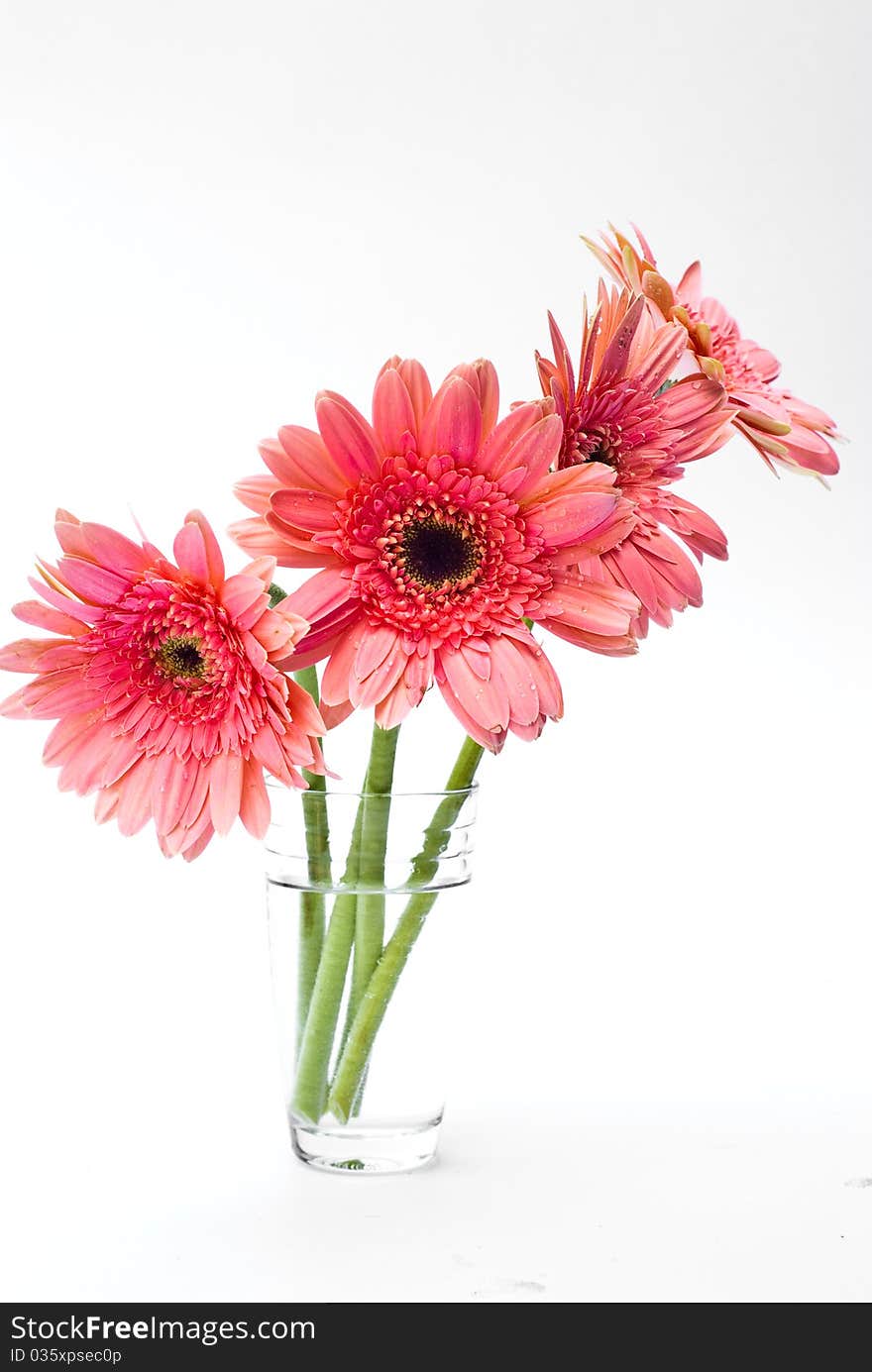 Several gerberas on white background. Several gerberas on white background