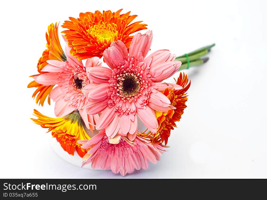 Several gerberas on white background. Several gerberas on white background