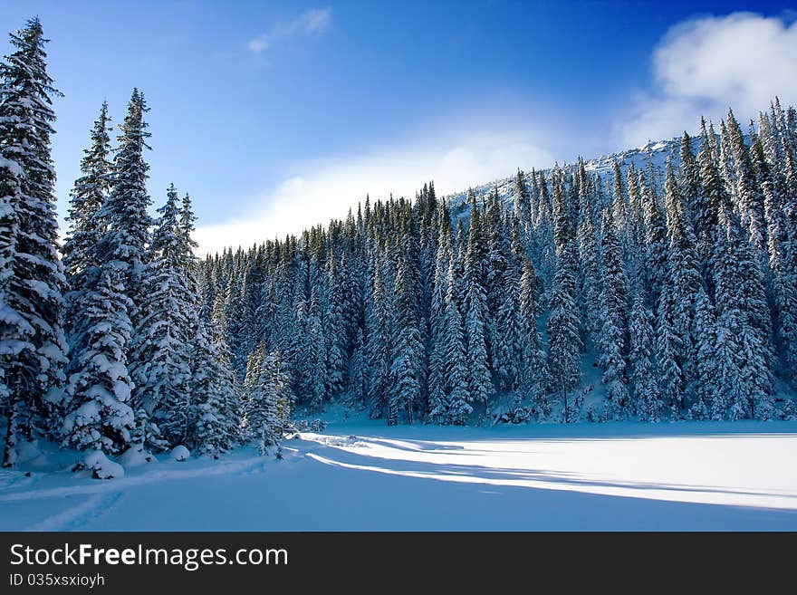 Winter tree in Carpathian mountain