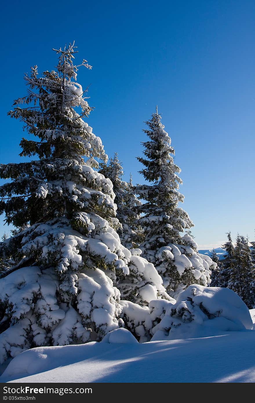 New-year tree in Carpathian mountains