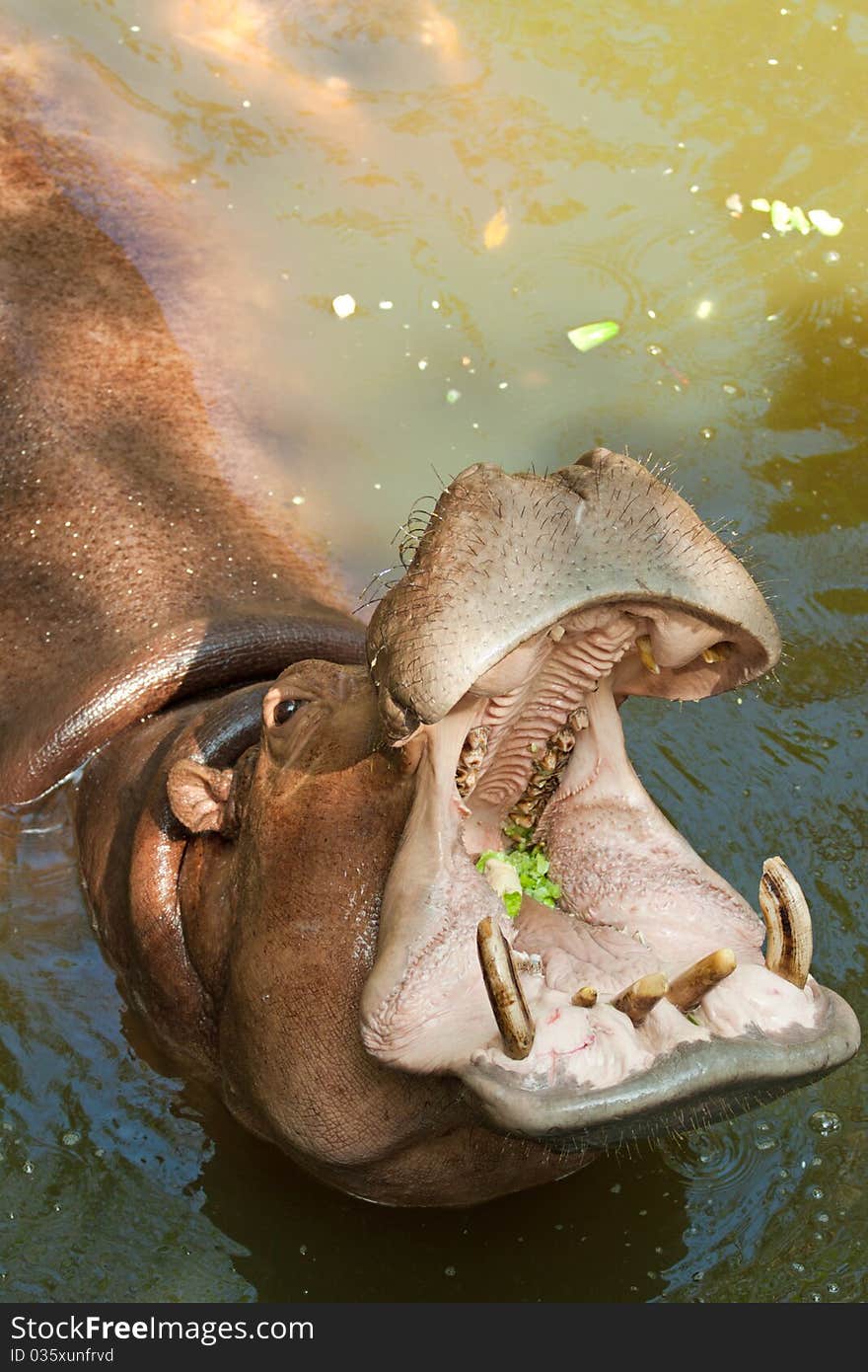 Hippopotamus eat cucumbers, Thailand, Khao-Kheow