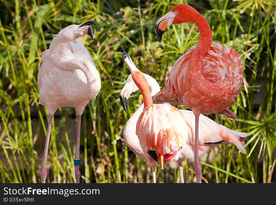 Flamingo Flock Arguing