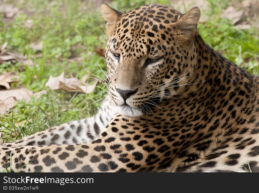 Leopard laid down portrait