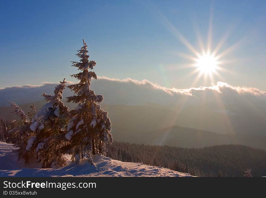 New-year tree in mountains