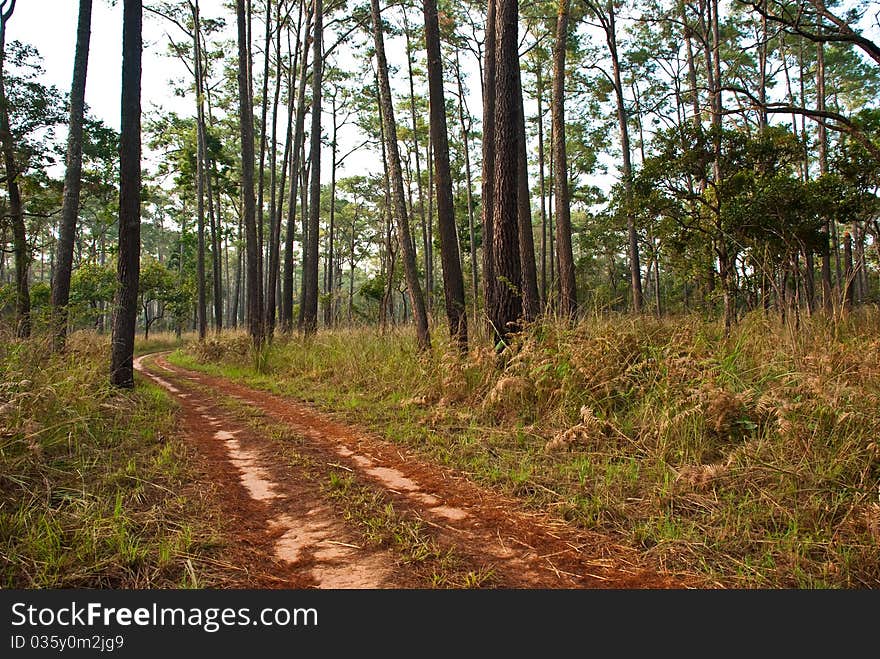 Road through the forest.