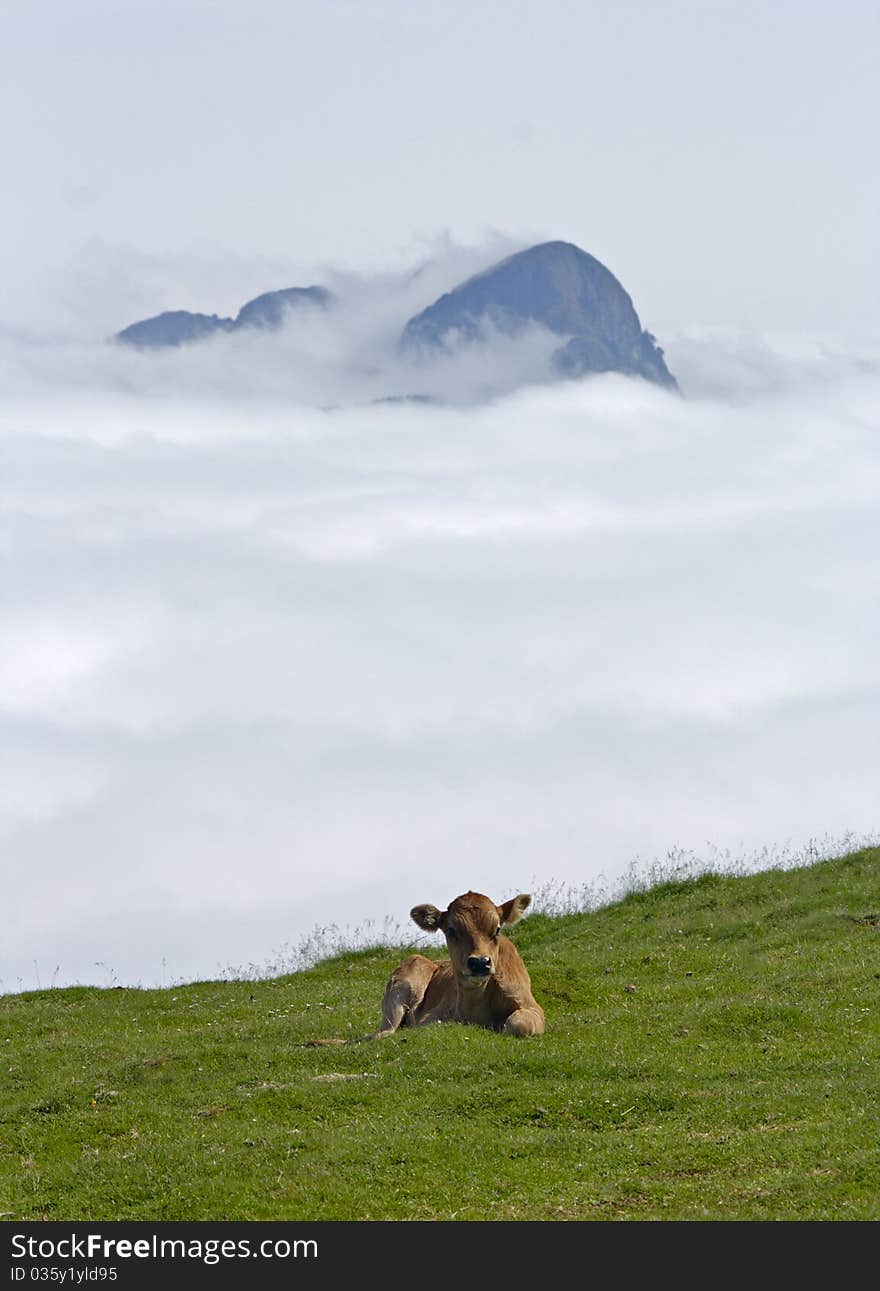 Cow grazing in Euskadi