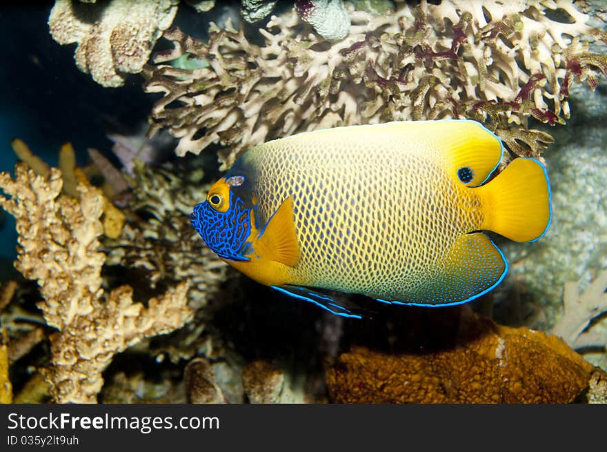 Blueface or Yellowface or Yellowmask Angelfish