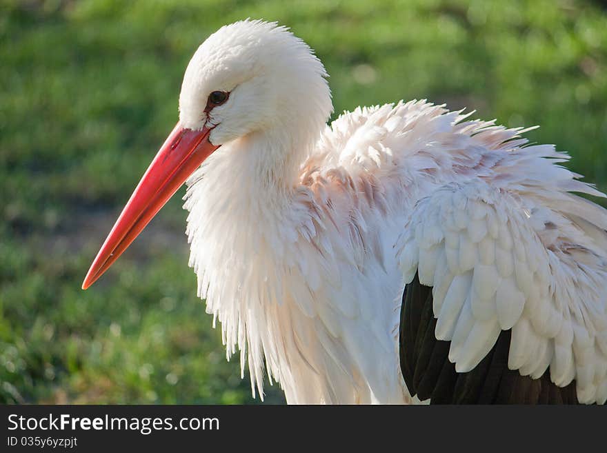 A close up of the head of a stork. A close up of the head of a stork