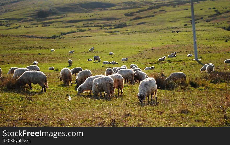 Sheep on the land