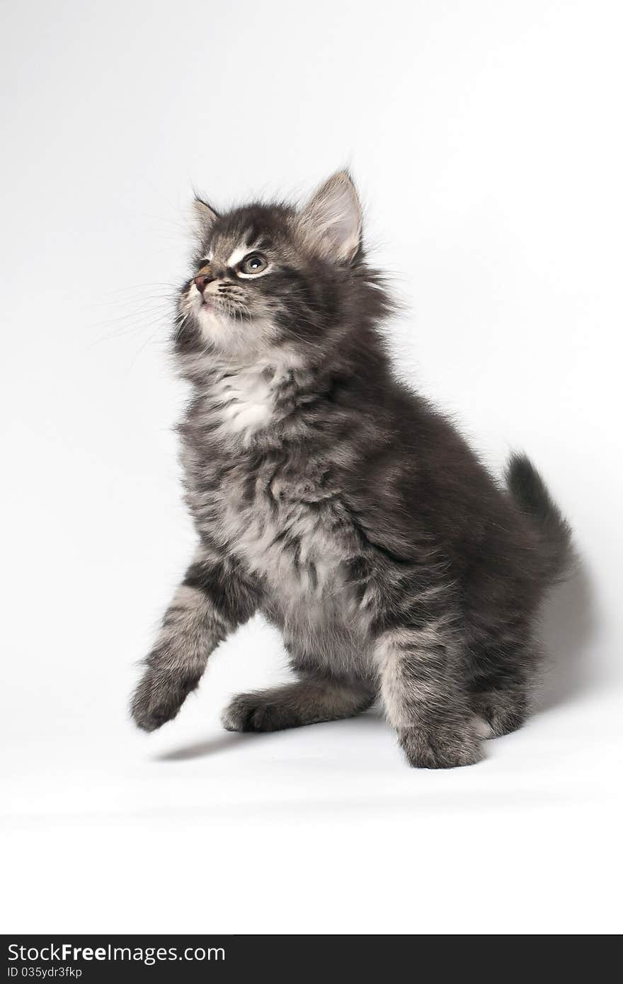 Norwegian forest cat