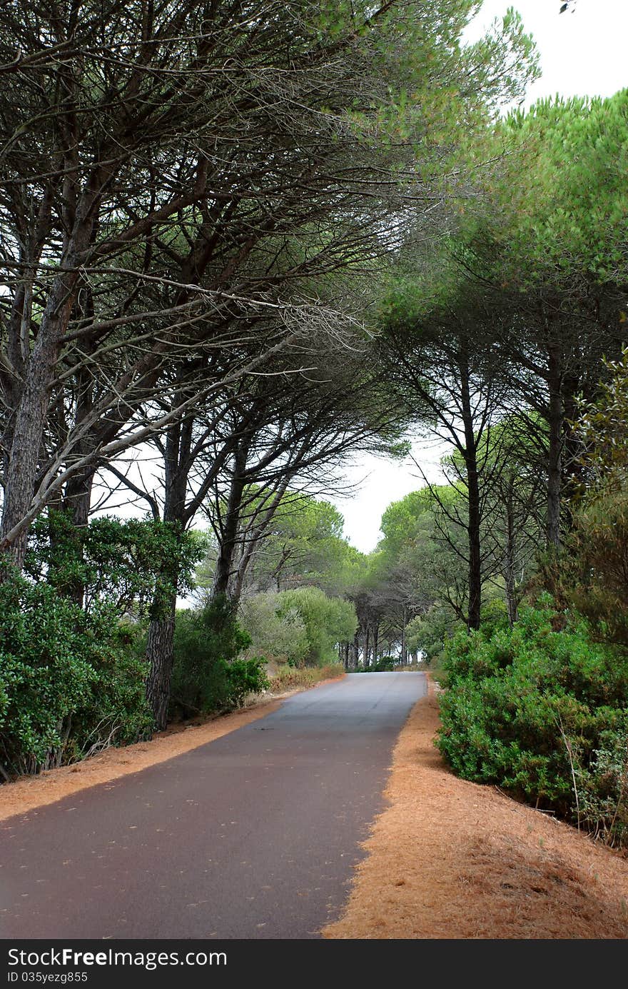 Road with pine trees in Sardinia. Road with pine trees in Sardinia