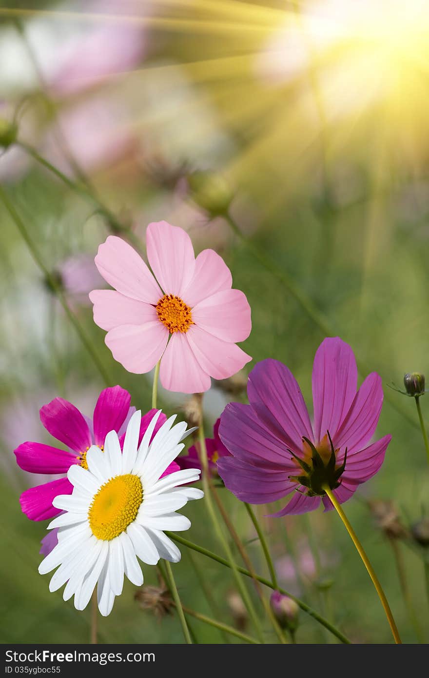 Flowers camomiles on a glade in a garden in a bright sunlight. Flowers camomiles on a glade in a garden in a bright sunlight