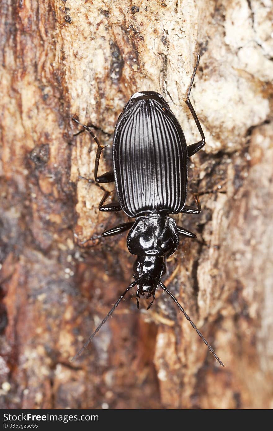 Ground beetle (Agonum) macro photo