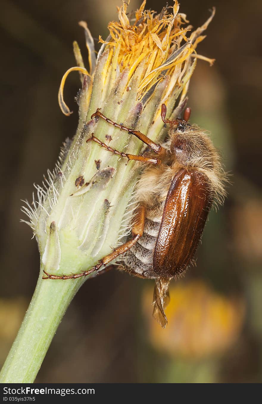 Chafer beetle (amphimallon falleni) sitting on stem