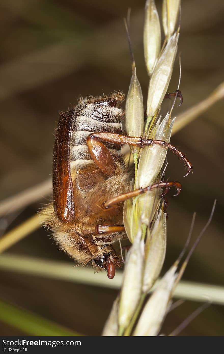 Chafer beetle (amphimallon falleni) sitting on stem