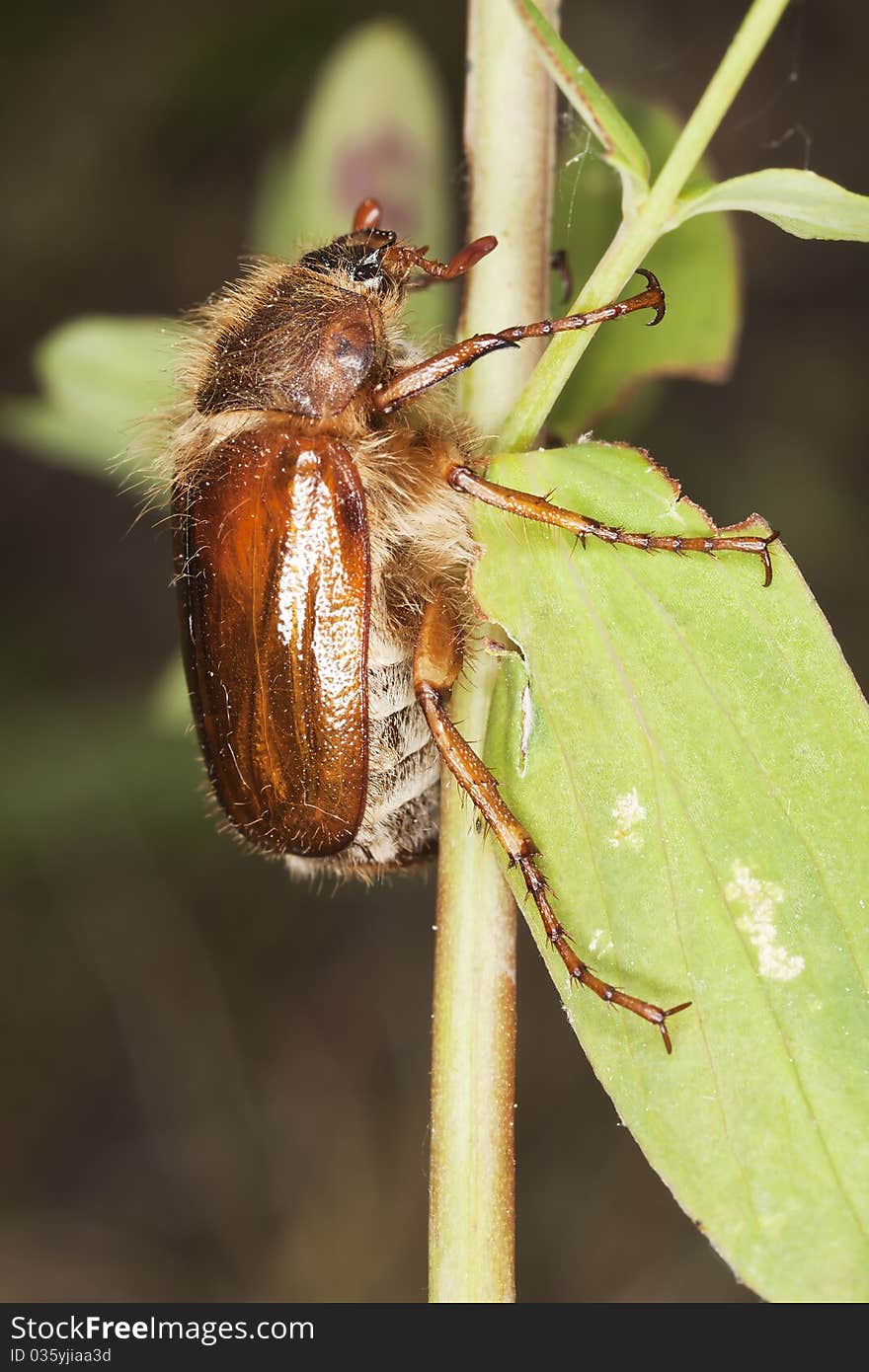 Chafer beetle (amphimallon falleni) sitting on stem