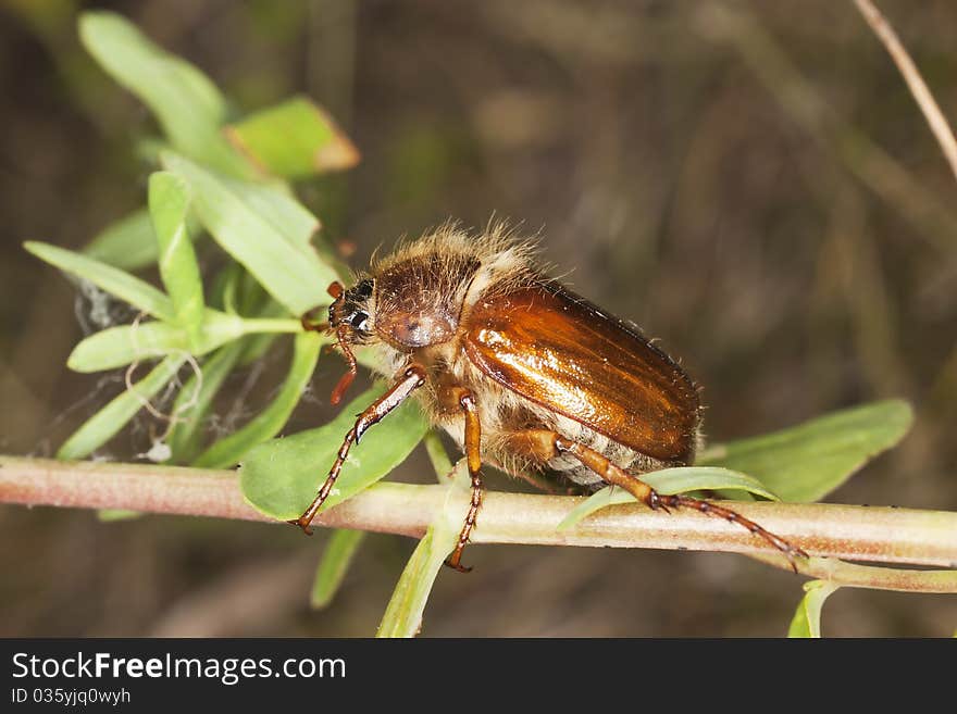 Chafer beetle (amphimallon falleni) sitting on stem