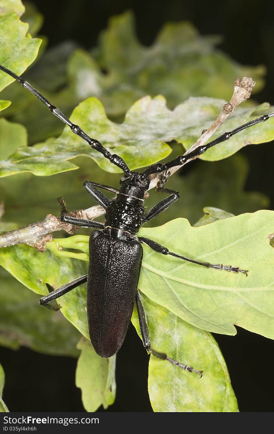 Great capricorn beetle (Cerambyx cerdo)