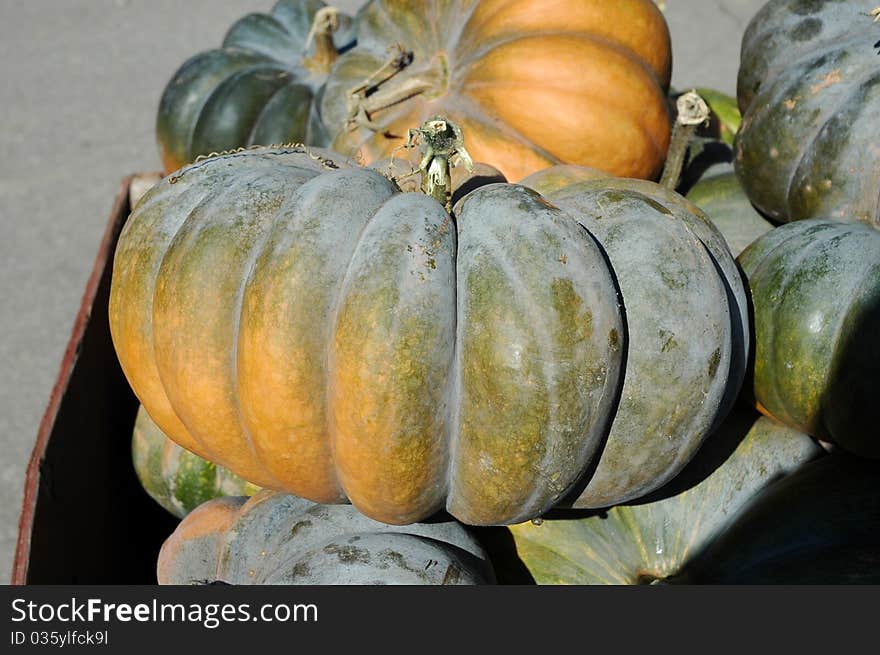 Gorgeous large green cinderella pumpkin in the autumn sunshine.