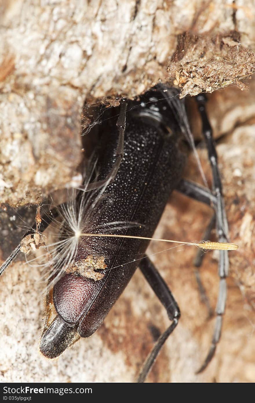 Great capricorn beetle (Cerambyx cerdo)