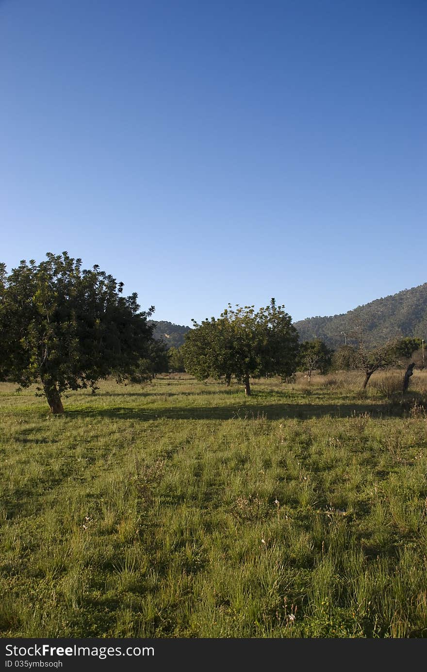 Trees in a meadow, landscape