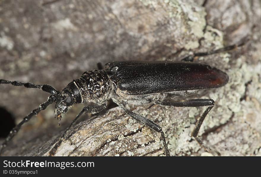 Great capricorn beetle (Cerambyx cerdo)