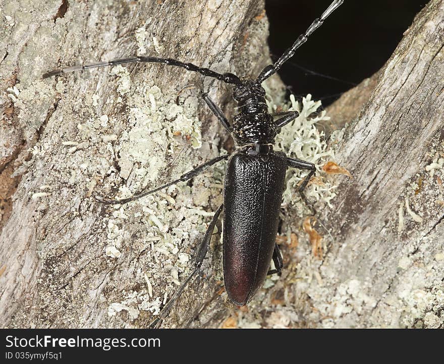 Great capricorn beetle (Cerambyx cerdo)