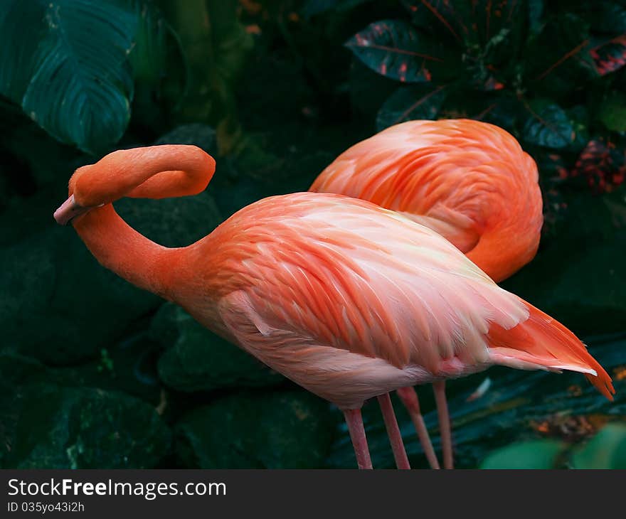 Pair of flamingos