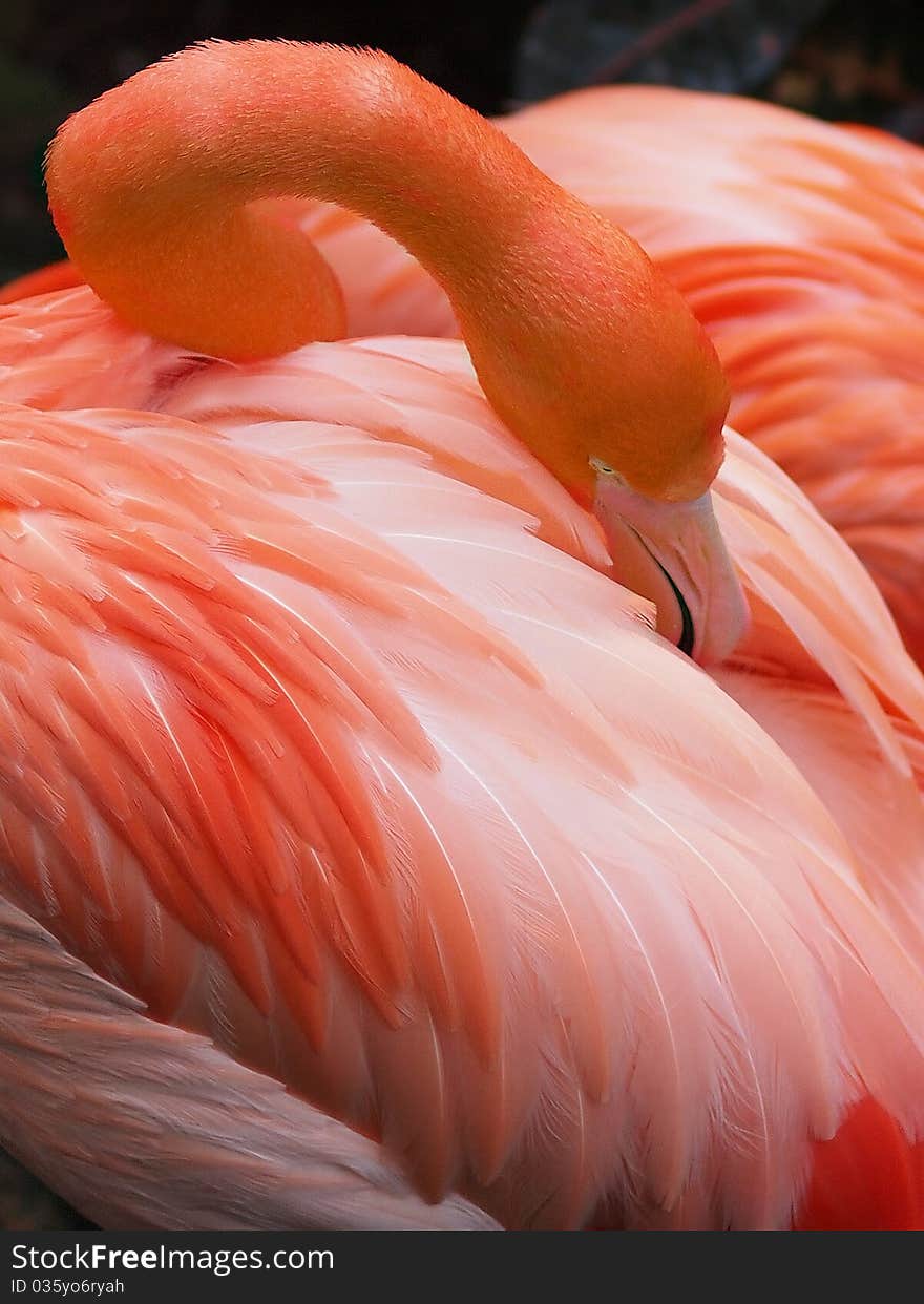 Flamingo close-up